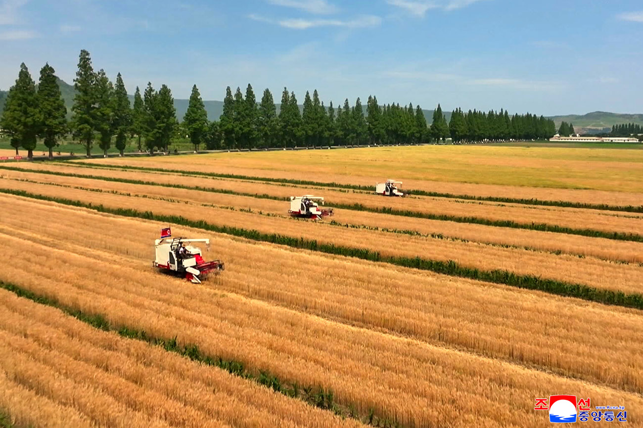 新時代の農村革命綱領がもたらした農業生産での大変革国の穀物生産構造が基本的に稲と小麦栽培に確実に転換、科学的な小麦栽培の方法と経験、強固な土台が築かれ、今年の小麦栽培面積が昨年より3万ヘクタール増加