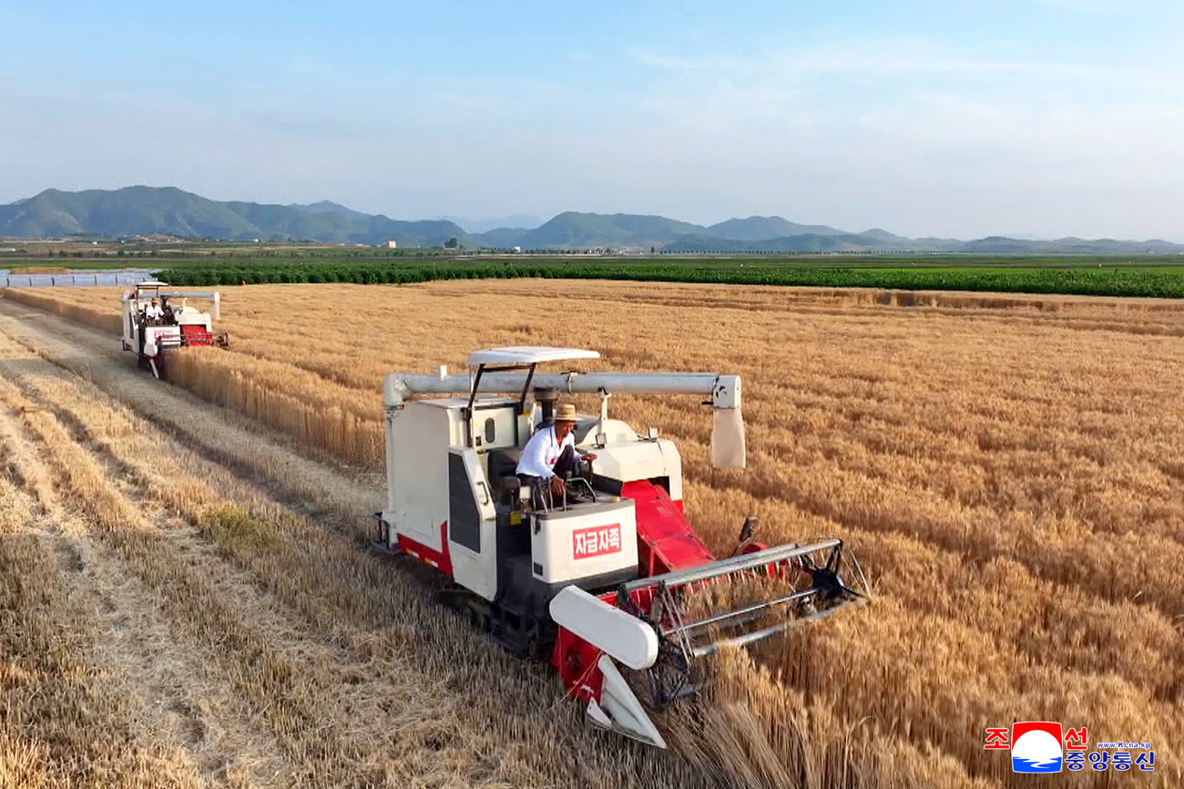 新時代の農村革命綱領がもたらした農業生産での大変革国の穀物生産構造が基本的に稲と小麦栽培に確実に転換、科学的な小麦栽培の方法と経験、強固な土台が築かれ、今年の小麦栽培面積が昨年より3万ヘクタール増加