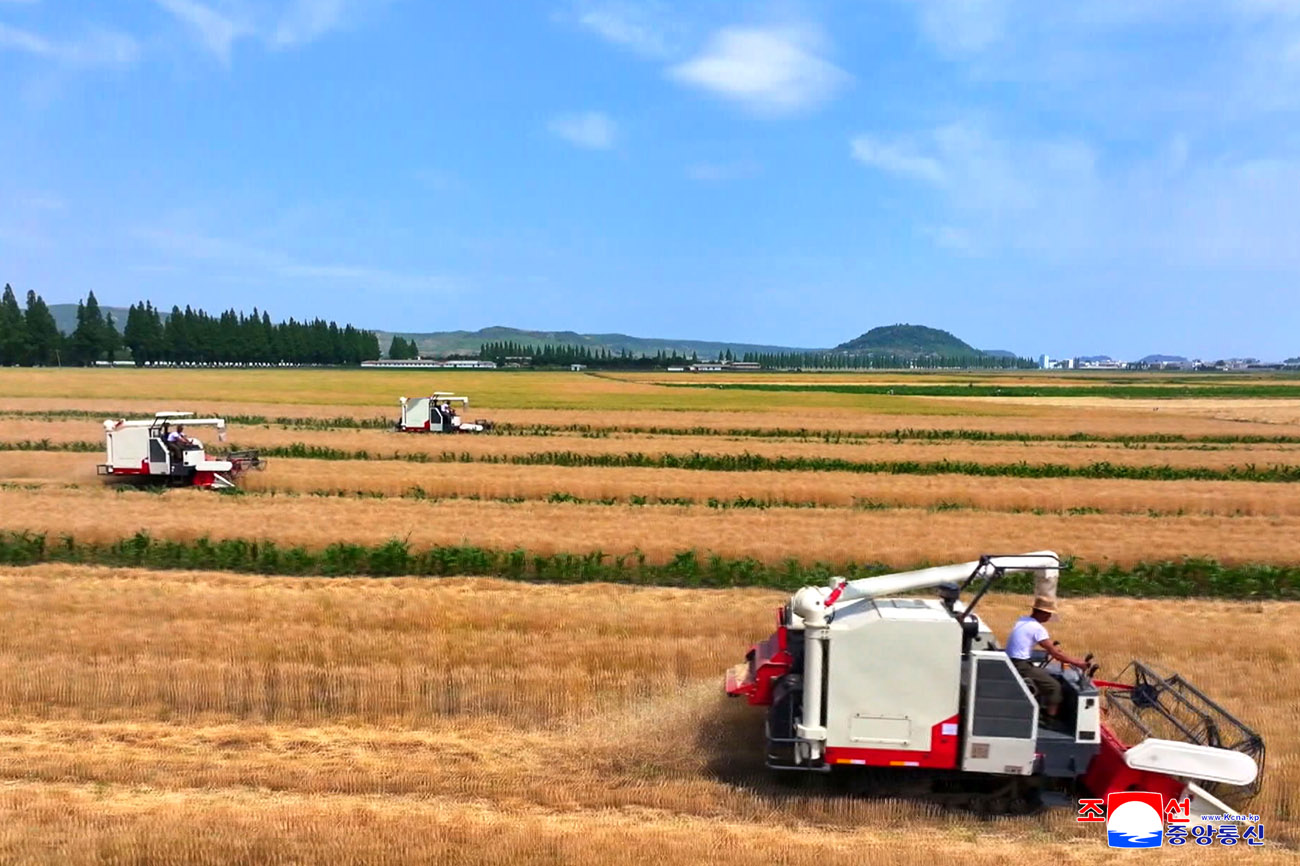 新時代の農村革命綱領がもたらした農業生産での大変革国の穀物生産構造が基本的に稲と小麦栽培に確実に転換、科学的な小麦栽培の方法と経験、強固な土台が築かれ、今年の小麦栽培面積が昨年より3万ヘクタール増加