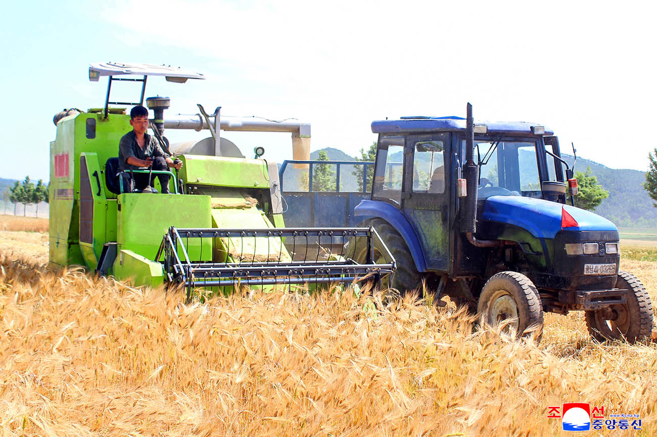 新時代の農村革命綱領がもたらした農業生産での大変革国の穀物生産構造が基本的に稲と小麦栽培に確実に転換、科学的な小麦栽培の方法と経験、強固な土台が築かれ、今年の小麦栽培面積が昨年より3万ヘクタール増加