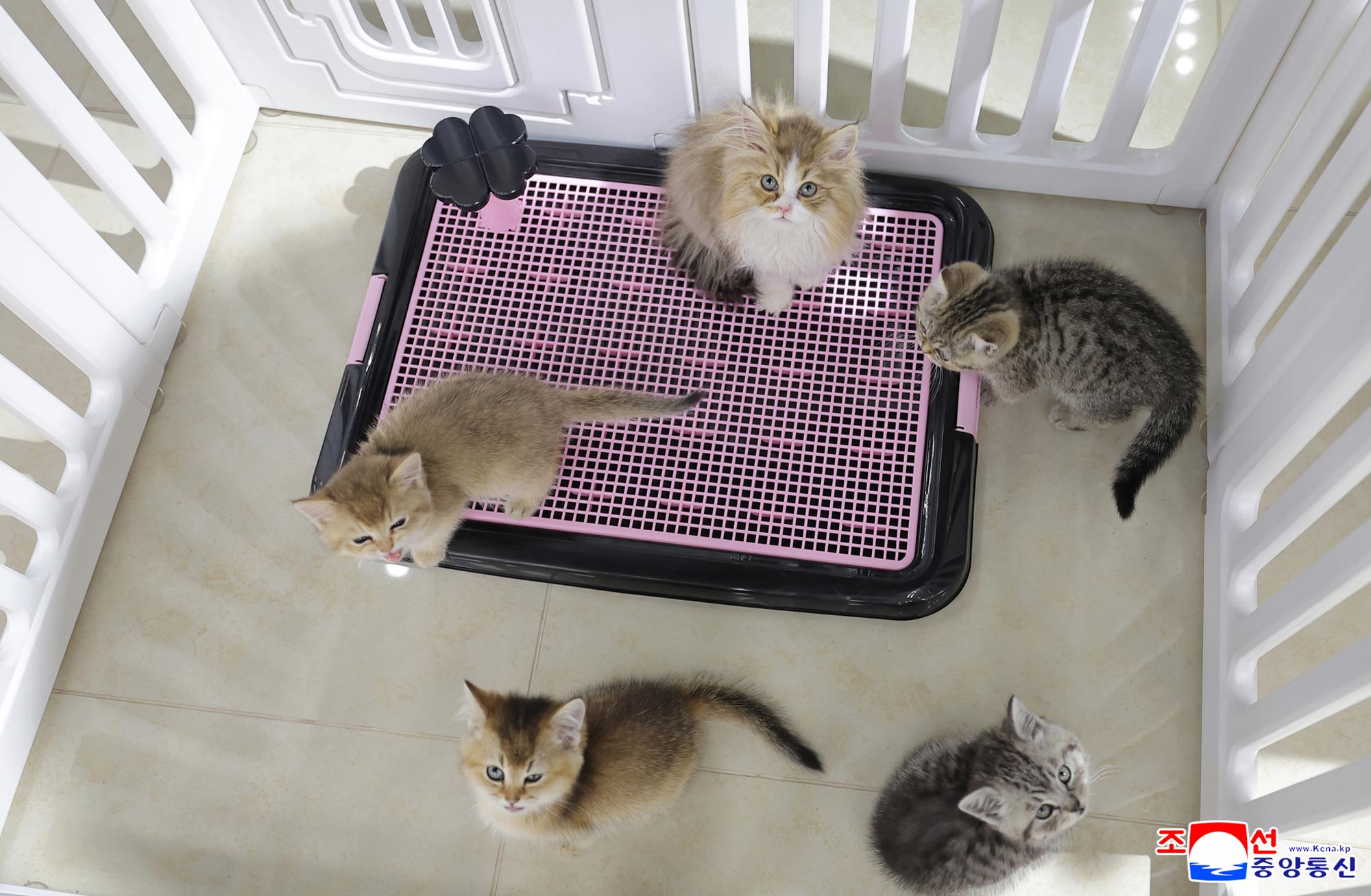 Уважаемый товарищ Ким Чен Ын осмотрел ряд сервисных учреждений на 4 участке Хвасона в преддверии их открытия